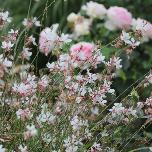 Gaura lindheimeri "Whirling Butterflies"