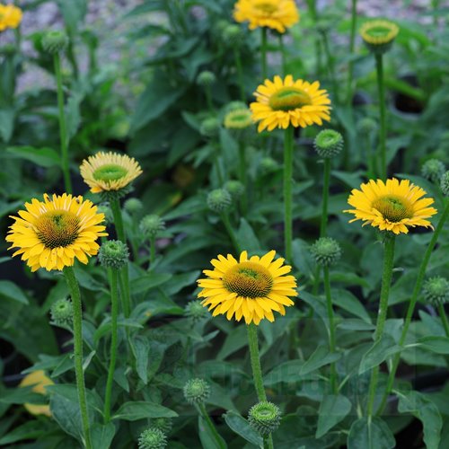 jeżówka SUNSEEKERS "Golden Sun"