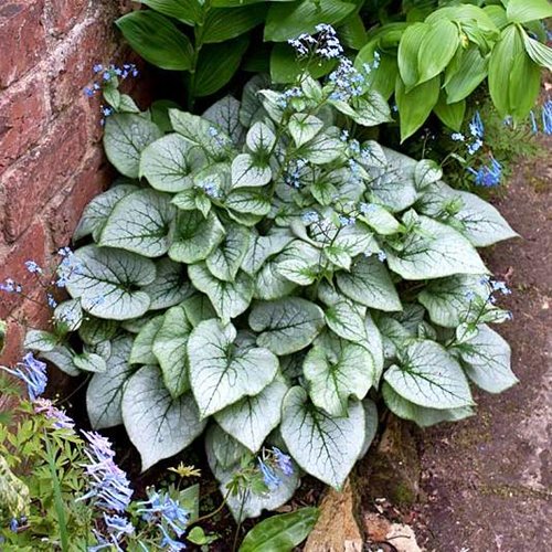 Brunnera "Silver Heart"