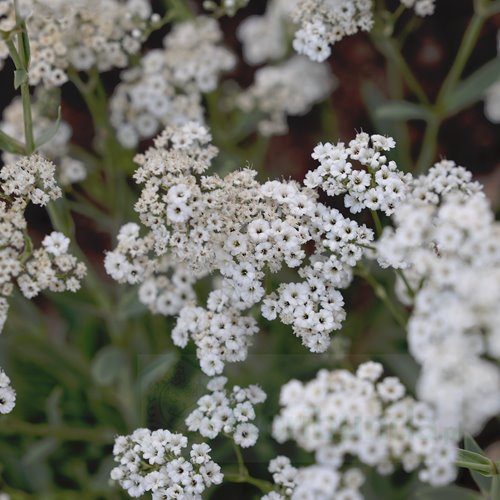 Gipsówka wiechowata 'Starflakes'