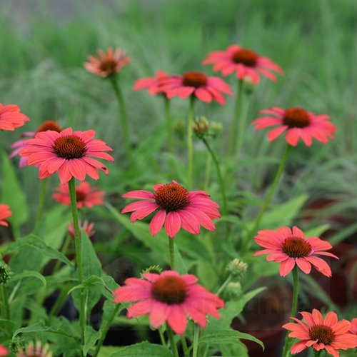 jeżówka Classic "Dragon Fruit"