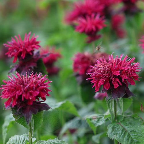 Pysznogłówka 'Fireball'