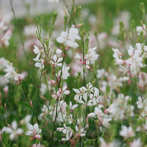 gaura lindheimeri "Flamingo White"