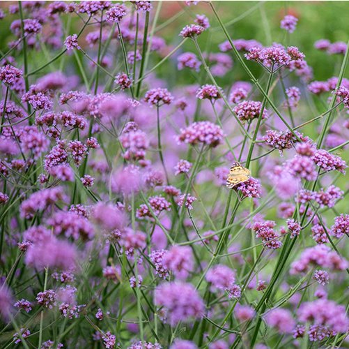 Werbena patagońska "Vanity"