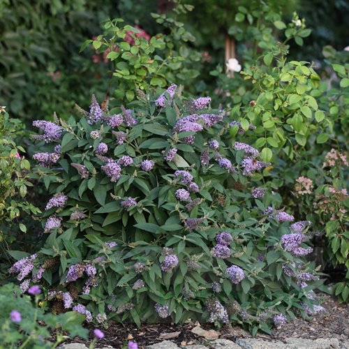 budleja "Butterfly  Candy Little Sweetheart"