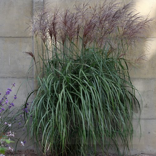 Miskant chiński ‘Malepartus’