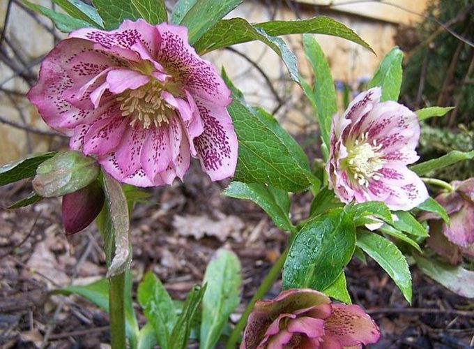 Ciemiernik "Double Ellen Pink Spotted"