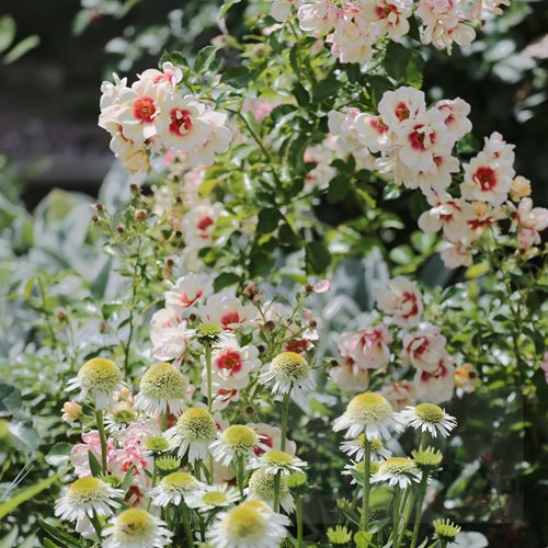 Glorius  Baylon Eyes