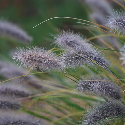 Rozplenica japońska Piórkówka 'Red Head'