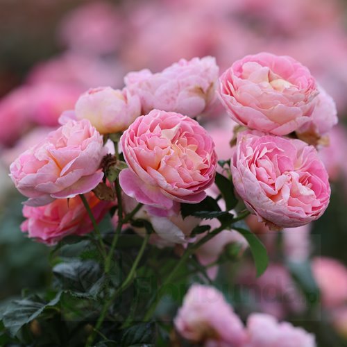 Wislawa Szymborska PIENNA