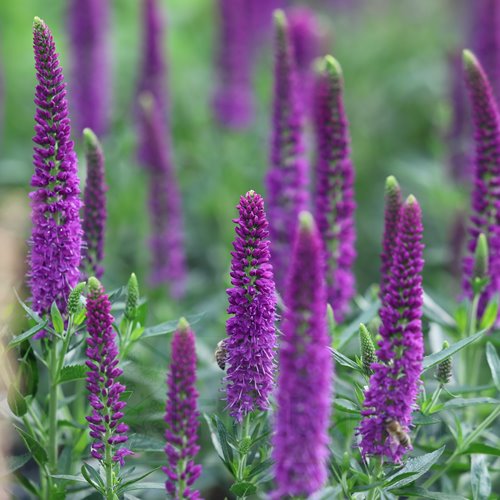Przetacznik  Lancita "Purple"