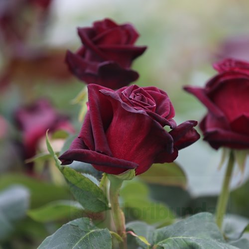 Black Baccara (Meidebenne)