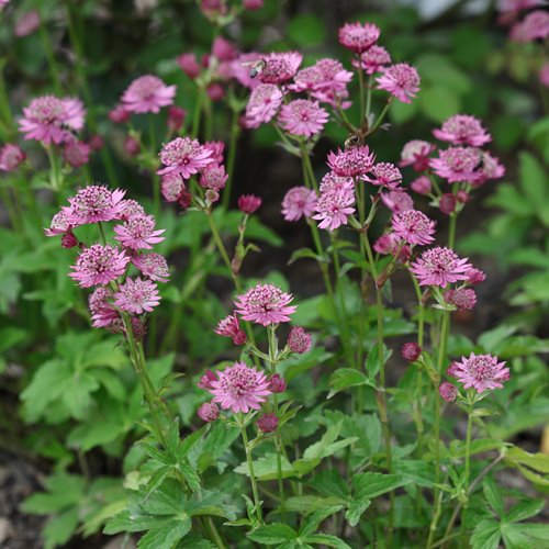 Jarzmianka Większa "Cerise Button"