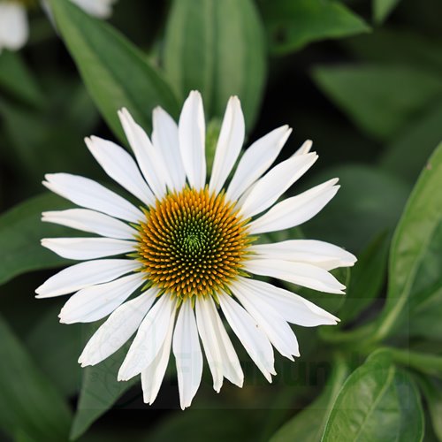 Jeżówka Papallo® Classic White