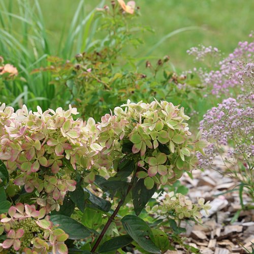 Hortensja bukietowa "Pastel Green"