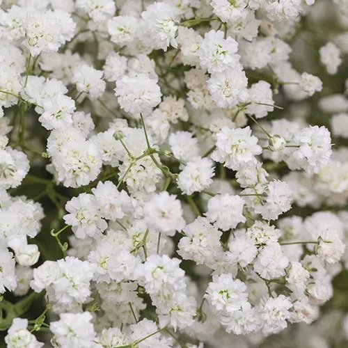 Gipsówka wiechowata 'Starflakes'