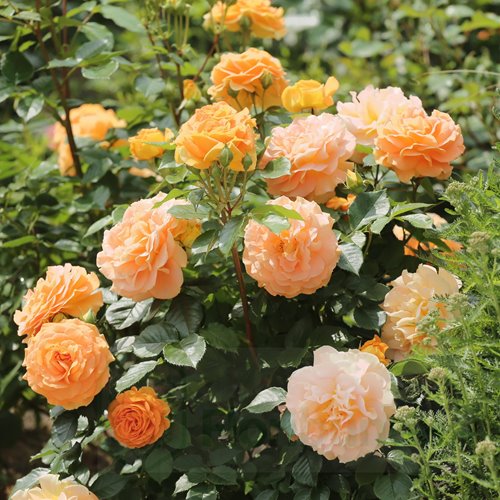 Goldelse  PIENNA (pień 60 cm)