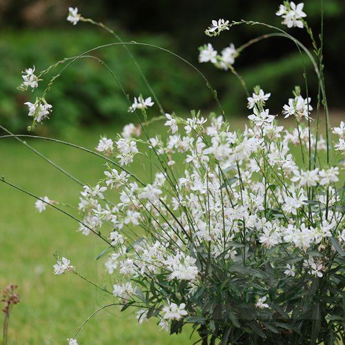 Gaura lindheimeri "GRACEFUL WHITE"