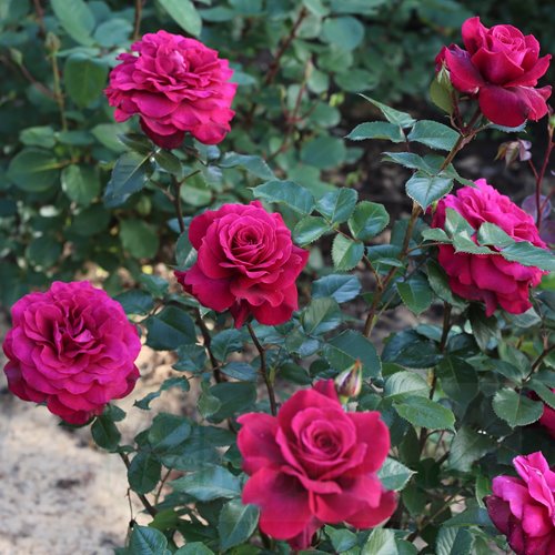 Bellevue  (KORvuebell)