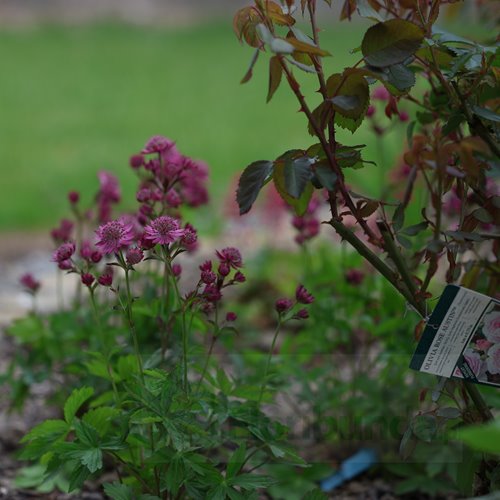 Jarzmianka Większa "Cerise Button"