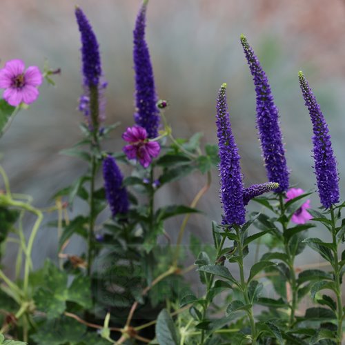 przetacznik kłosowy "Frist Glory"