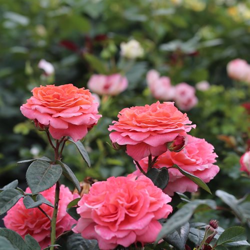 Notre Dame du Rosaire  (MASnoda)