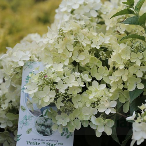 Hortensja bukietowa "Petite Star"