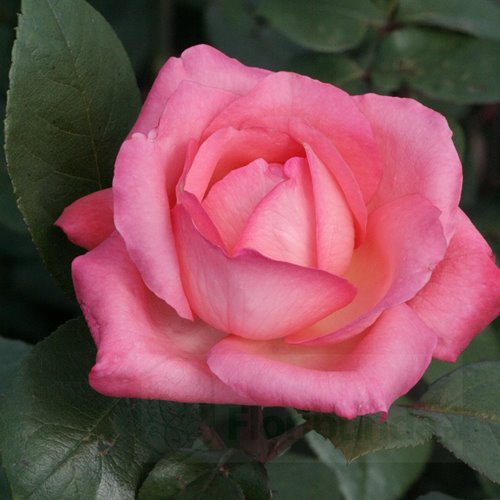 Aachener Dom/ Pink Panther