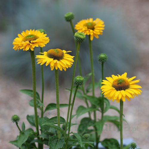 jeżówka SUNSEEKERS "Golden Sun"