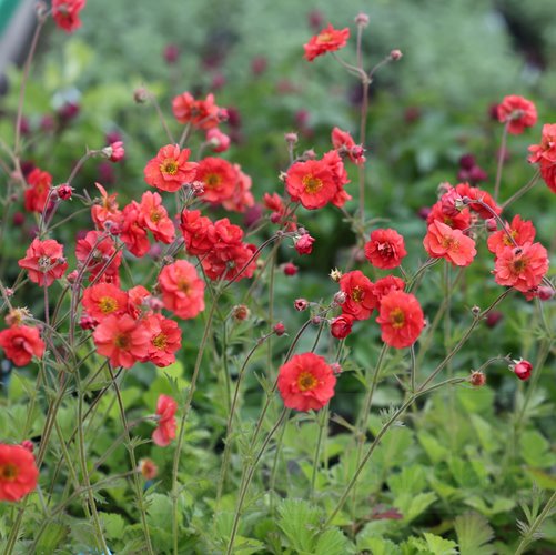 Kuklik "Grande Rosso"