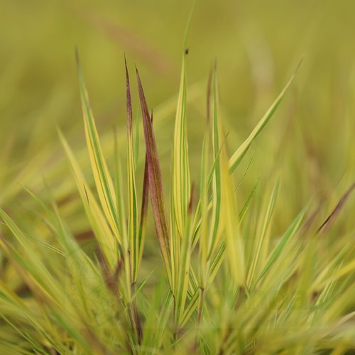 Hakonechloa smukła 'Mulled Wine'