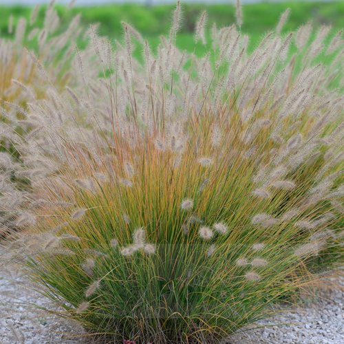 rozplenica  "Hameln"