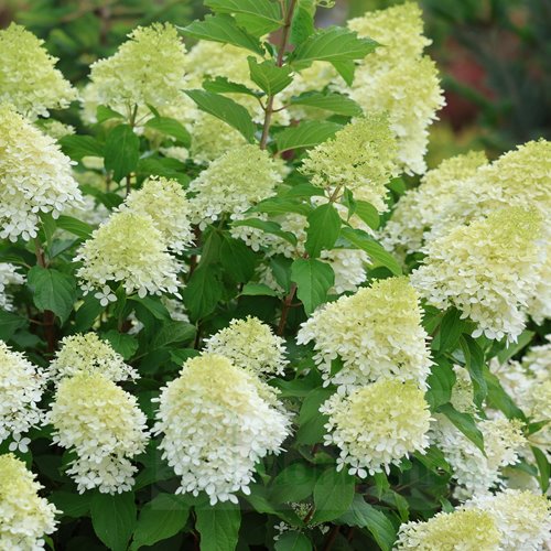 hortensja bukietowa  "Limelight"