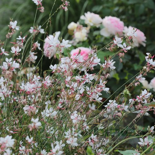Gaura lindheimeri "GRACEFUL WHITE"