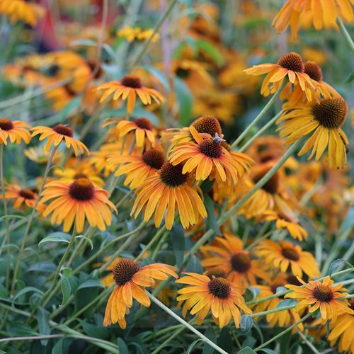 Jeżówka purpurowa 'Skipper Honey'