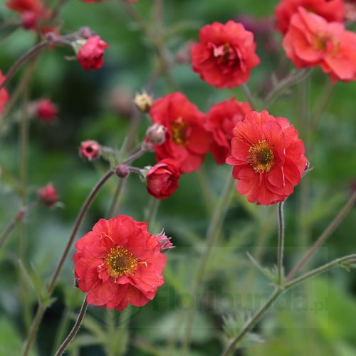 Kuklik "Grande Rosso"