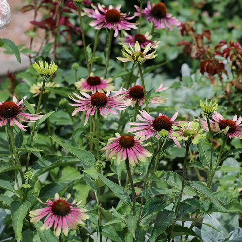 Jeżówka"Green Twister"