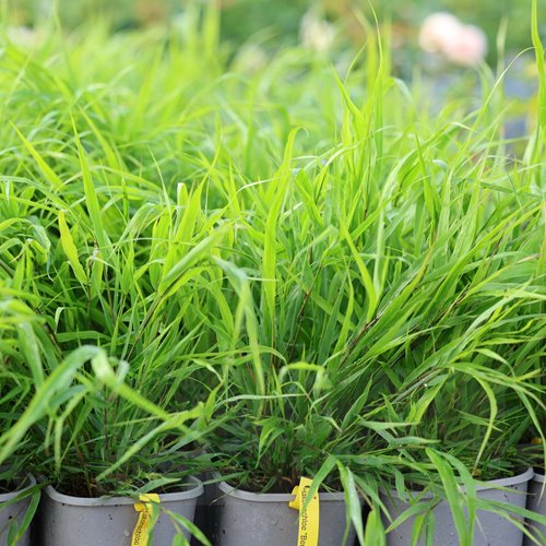 Hakonechloa "Beni Kaze"