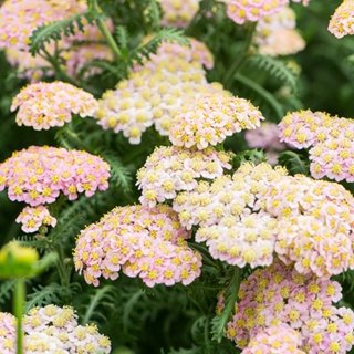 Krwawnik 'Skysail Bright Pink'