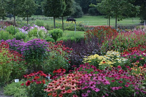 Jeżówka - bylina warta zachwytu.
