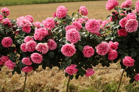 róża Leonardo da Vinci to spradzona i odporna róża rabatowa