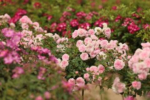 Czy wiesz że róże pienne moga tworzyć kaskadowe korony w formie parasola  ?