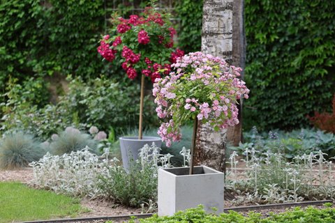 różane drzewa są na tyle kompaktowe że doskonale odnajdują się w uprawie w donicach . Postaw je na żwirowej ścieżce  na schodach do domu lub na tarasie. 