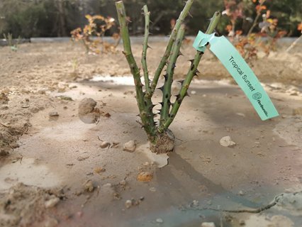 Jak sadzić róże z gołym korzeniem wiosną