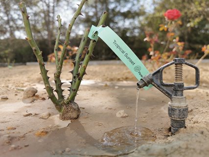 krzew róży po posadzeniu powinien być dobrze podlany 