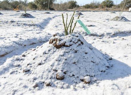 Sadzenie róż z gołym korzeniem jesienią