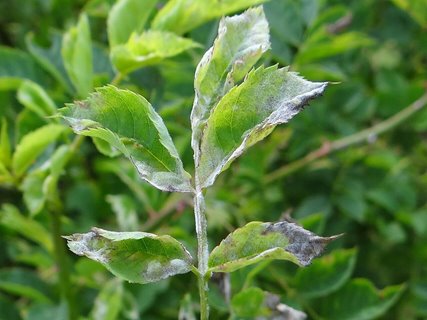 mączniak prawdziwy liści róż