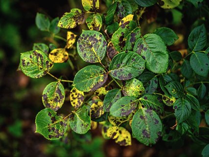 czarna plamistość liści róż