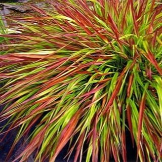  Hakonechloa 'Beni Kaze'