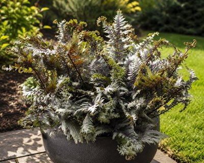 Wietlica japońska 'Crested Surf'